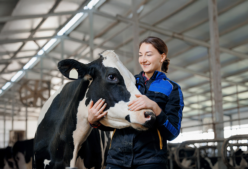 Farm worker holding a dairy cow in a barn, highlighting how livestock use affects farm tax treatment.