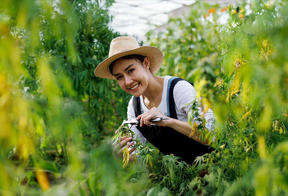 tax professional preparing cannabis client return with focus on §280E audit risks and COGS compliance