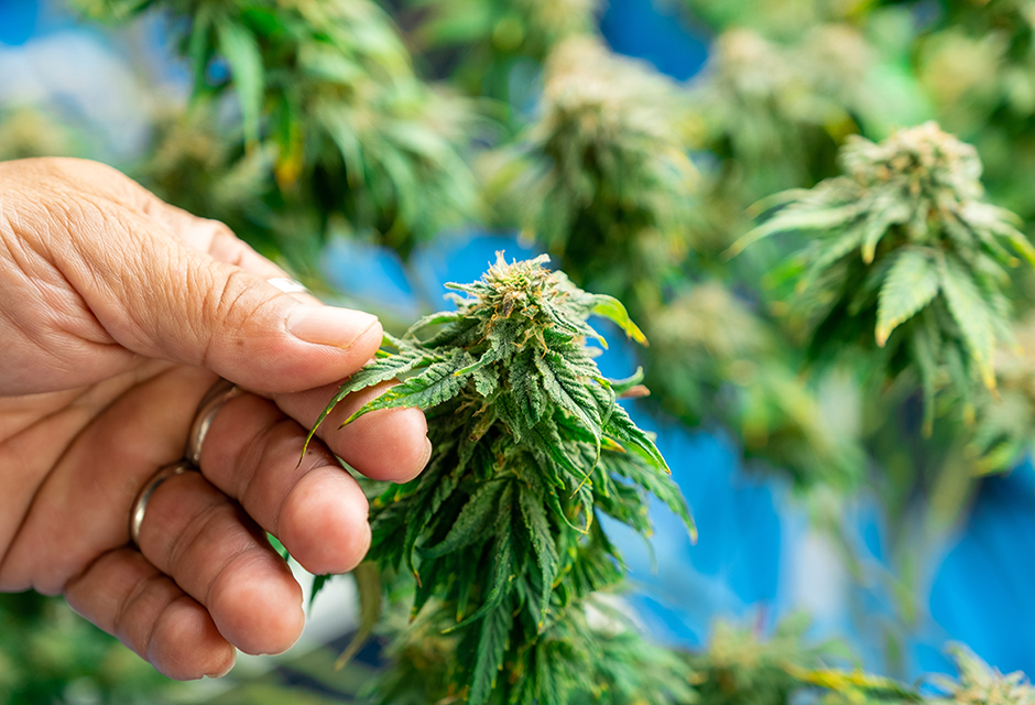 Tax preparer reviewing new hemp THC limits and §280E risks for cannabis and CBD client inventory strategies